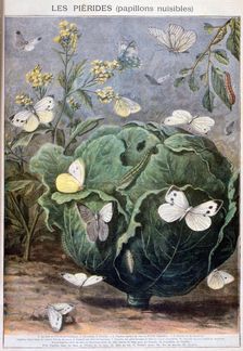 Pierid butterflies, 1897. Creator: F Meaulle