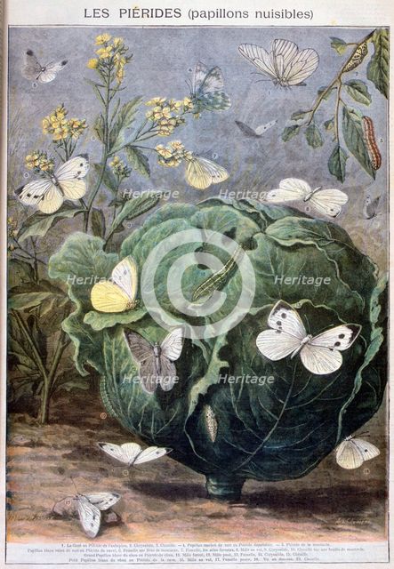 Pierid butterflies, 1897. Creator: F Meaulle.