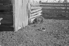 Pig in a sharecropper's yard, Hale County, Alabama, 1936. Creator: Walker Evans