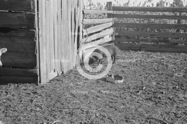 Pig in a sharecropper's yard, Hale County, Alabama, 1936. Creator: Walker Evans.