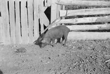 Pig in a sharecropper's yard, Hale County, Alabama, 1936. Creator: Walker Evans