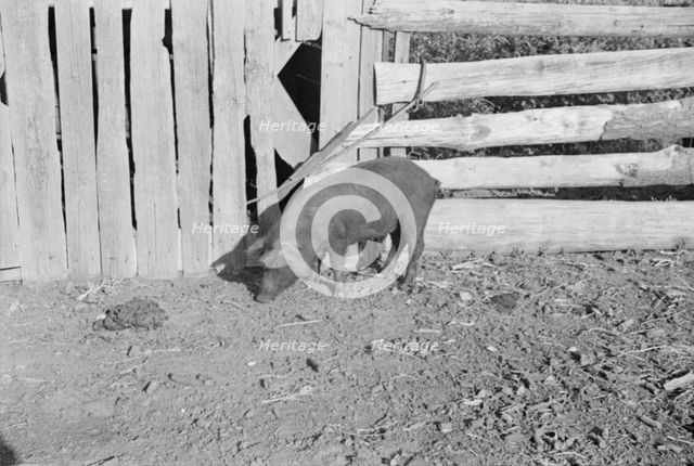 Pig in a sharecropper's yard, Hale County, Alabama, 1936. Creator: Walker Evans.
