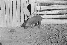 Pig in a sharecropper's yard, Hale County, Alabama, 1936. Creator: Walker Evans
