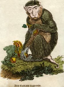 Pig tailed baboon