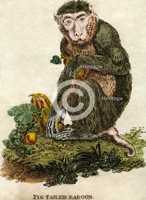 Pig tailed baboon. Artist: Unknown