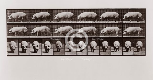 Pig walking, Plate 673 from Animal Locomotion, 1887 (photograph)