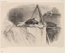Pigeon. Creator: Karl Bodmer