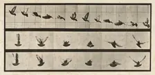 Pigeon; flying, 1872-1885. Creator: Eadweard J Muybridge