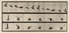 Pigeon; flying, 1872-1885. Creator: Eadweard J Muybridge
