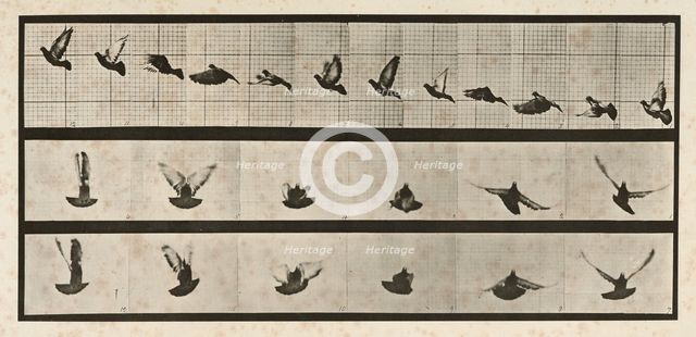 Pigeon; flying, 1872-1885. Creator: Eadweard J Muybridge.