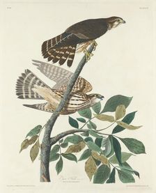 Pigeon Hawk, 1830. Creator: Robert Havell