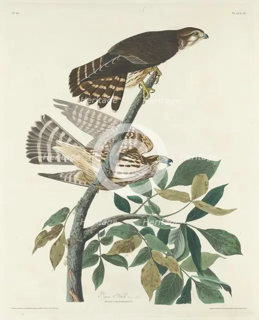 Pigeon Hawk, 1830. Creator: Robert Havell.