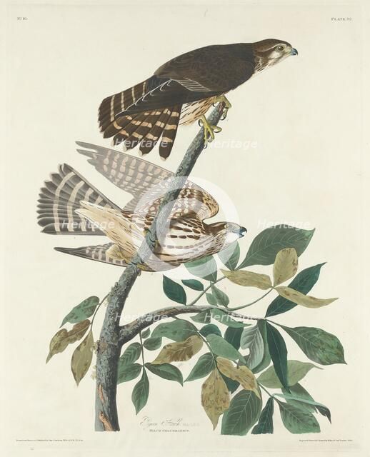 Pigeon Hawk, 1830. Creator: Robert Havell.