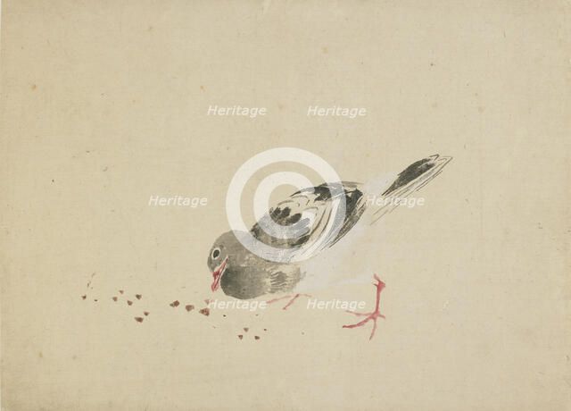 Pigeon, late 18th-early 19th century. Creator: Hokusai.