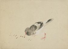 Pigeon, late 18th-early 19th century. Creator: Hokusai