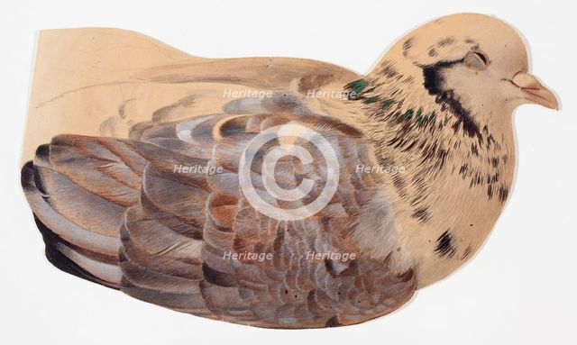 Pigeon, study. Creator: Ferdinand von Wright.
