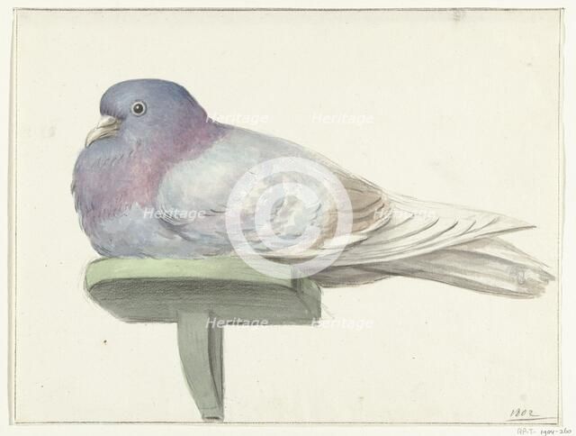 Pigeon, sitting on a shelf, 1802. Creator: Jean Bernard.