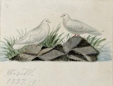 Pigeons, 1837. Creator: Ferdinand von Wright