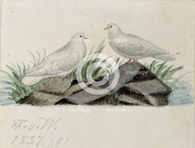 Pigeons, 1837. Creator: Ferdinand von Wright.