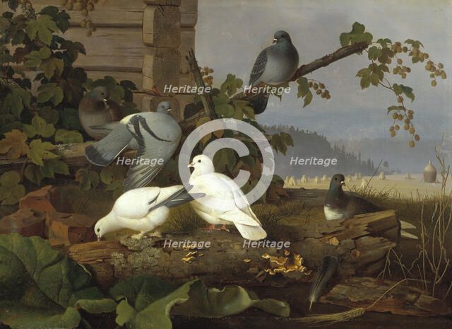 Pigeons, 19th-early 20th century. Creator: Ferdinand von Wright.
