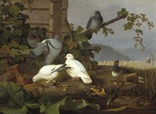 Pigeons, 19th-early 20th century. Creator: Ferdinand von Wright