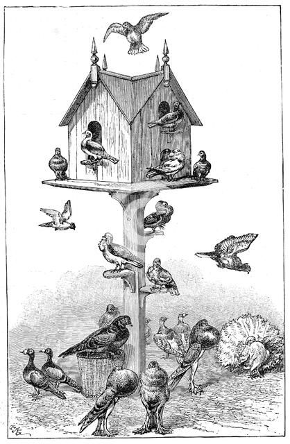 Pigeons used by Charles Darwin at Down House, near Beckenham, Kent, England, 1887. Artist: Unknown