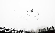 Pigeons flying into the mist from crees, Wrekenton, Gateshead, Tyne and Wear, c1980-c2017. Artist: Historic England Staff Photographer