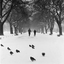 Pigeons on a snowy path, Regent's Park, London, 1960-1965. Artist: John Gay