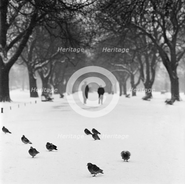 Pigeons on a snowy path, Regent's Park, London, 1960-1965. Artist: John Gay