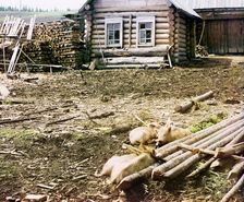 Piglets, 1912. Creator: Sergey Mikhaylovich Prokudin-Gorsky