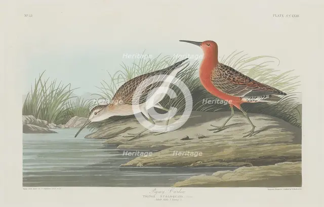 Pigmy Curlew, 1835. Creator: Robert Havell.