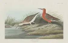 Pigmy Curlew, 1835. Creator: Robert Havell