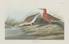 Pigmy Curlew, 1835. Creator: Robert Havell