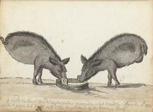 Pigs without hind legs at a trough, 1785. Creator: Jan Brandes