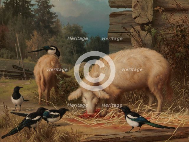 Pigs and Magpies, 1875. Creator: Ferdinand von Wright.