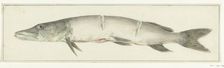 Pike, with two notches on the back, 1775-1833. Creator: Jean Bernard