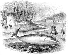 Pike-Headed Rorqual Whale taken in the Dart, 1856. Creator: Unknown