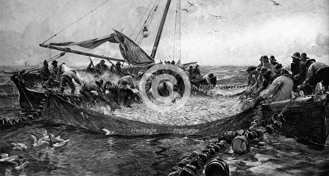 'Pilchards', 1900. Artist: Unknown