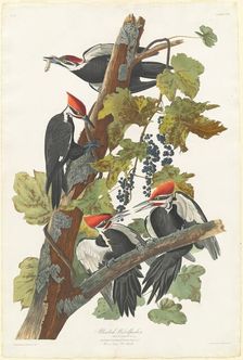 Pileated Woodpecker, 1831. Creator: Robert Havell