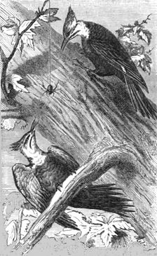 'Pileatus Woodpecker; A Naturalist's Excursion in Wisconsin 1875. Creator: Unknown