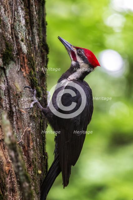 Piliated Woodpecker. Creator: Joshua Johnston.