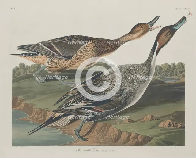 Pin-Tailed Duck, 1834. Creator: Robert Havell.