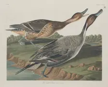 Pin-Tailed Duck, 1834. Creator: Robert Havell