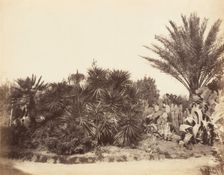 Pincian Garden, Rome, 1853-56. Creator: Possibly by Jane Martha St. John