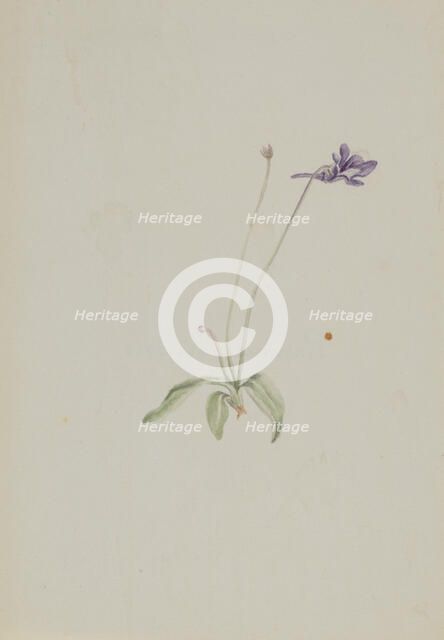 Pinguicula vulgaris, ca. early 1930s. Creator: Mary Vaux Walcott.