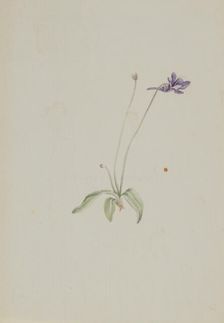 Pinguicula vulgaris, ca. early 1930s. Creator: Mary Vaux Walcott