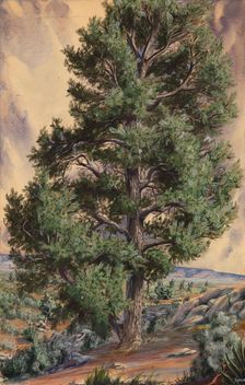 Pine Tree, n.d. Creator: Sandow