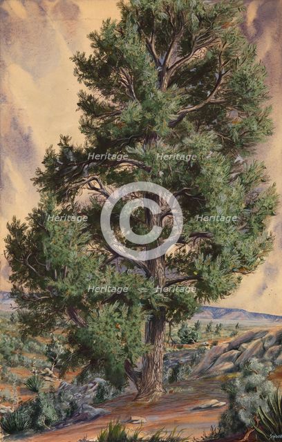 Pine Tree, n.d. Creator: Sandow.