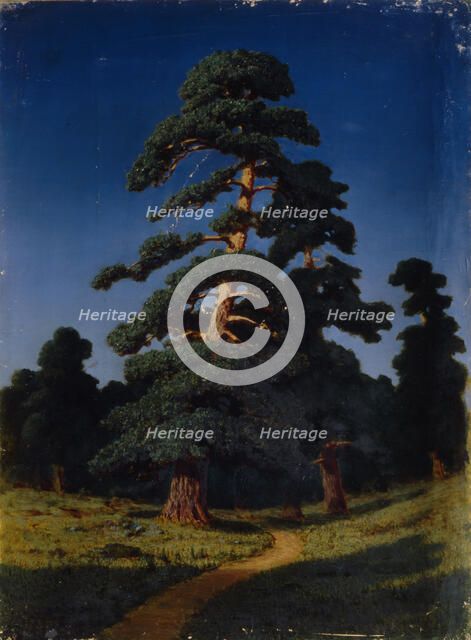 Pine Tree. Artist: Kuindzhi, Arkhip Ivanovich (1842-1910)