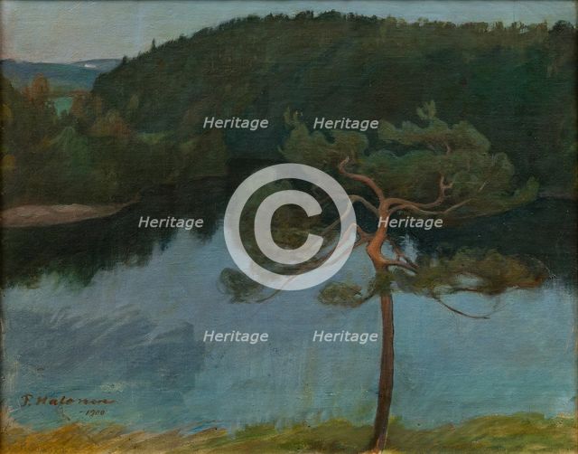 Pine tree by the shore, 1900.